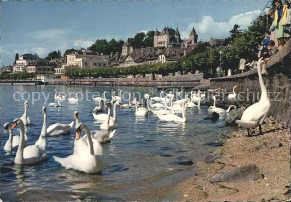 Schwan Nyon Quai Chateau