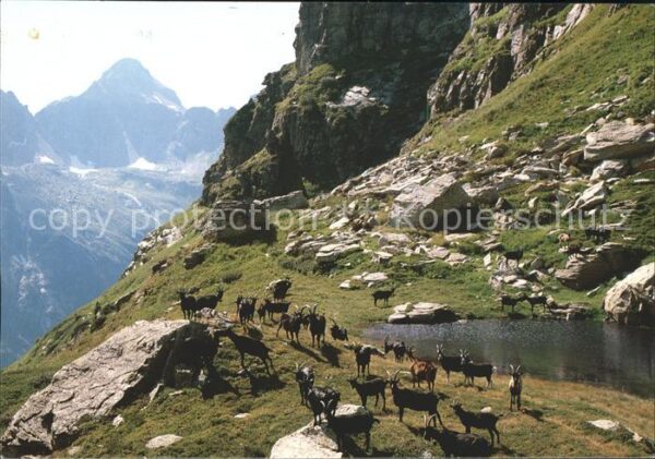 Ziege Passo di Piatto Corona di Redorta