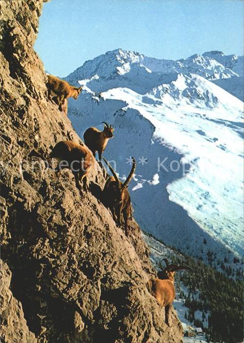 Steinbock Schiahorn Schatzalp Strela Davos Jakons