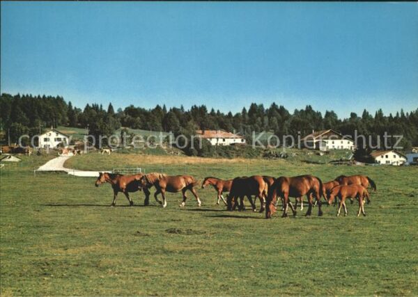 Pferde Paturages Franches-Montagnes