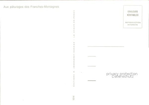 Pferde Paturages Franches-Montagnes – Bild 2