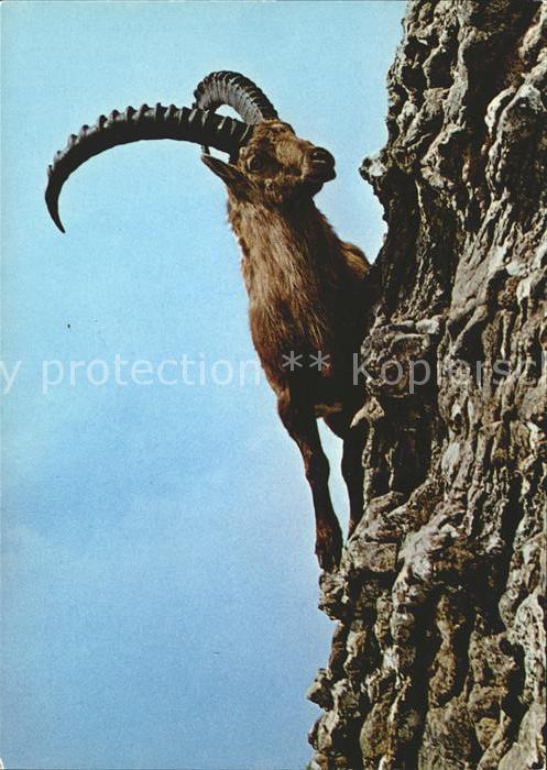 Steinbock Bouquetin Capricorn