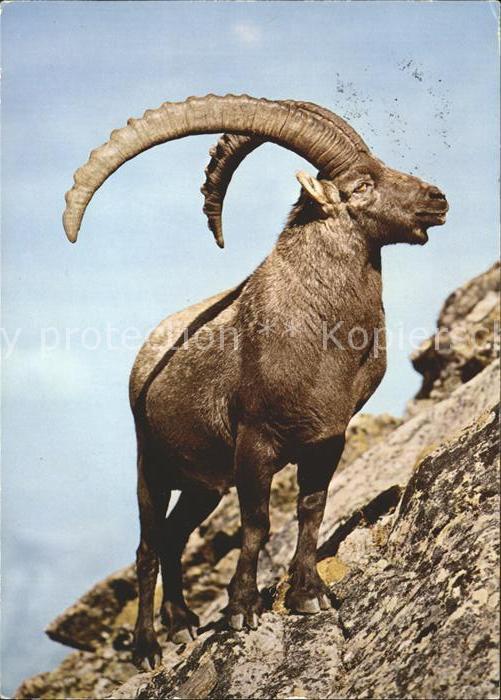 Steinbock Alpensteinbock Capra ibex Bouquetin Ste