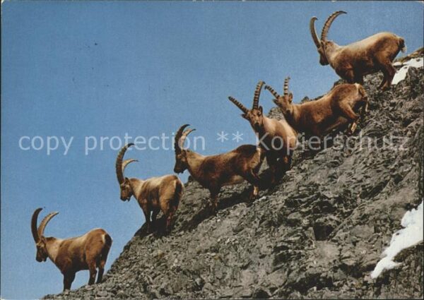 Steinbock Alpensteinböcke Bouquetins Ibexes Steen