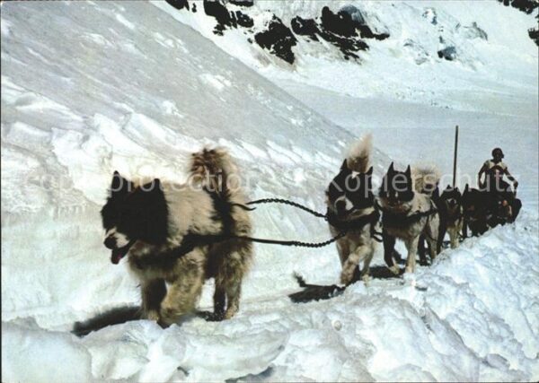 Hunde Polarhunde Jungfraujoch