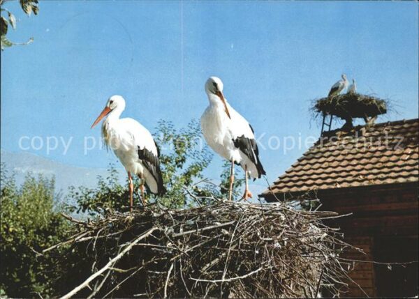 Storch Vogelwarte Sempach Altreu