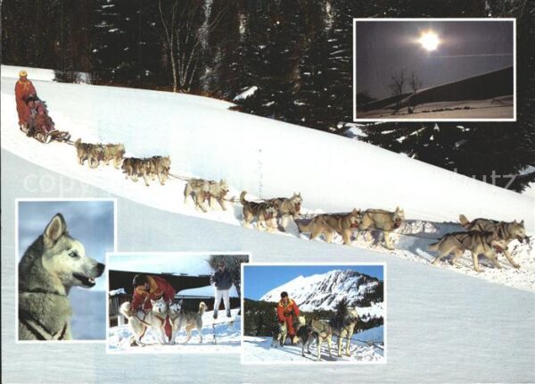 Hunde Siberian Huskies