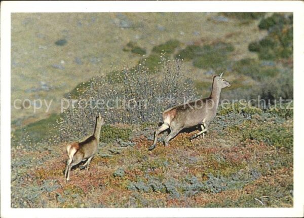 Tiere Hirschkuh Cervidae Cervus elaphus