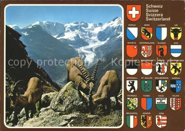 Steinbock Piz Albris Berninagruppe Morteratschgle