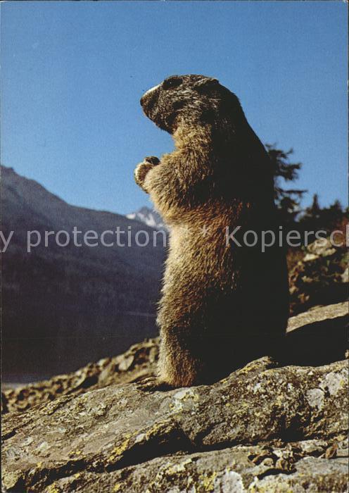 Murmeltier Marmotte Marmot