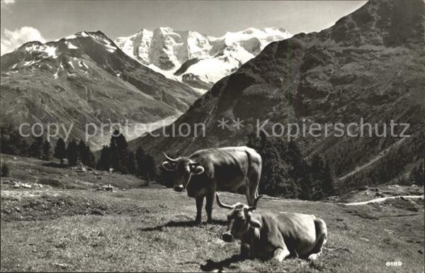 Kuehe Höhenweg Piz Palü