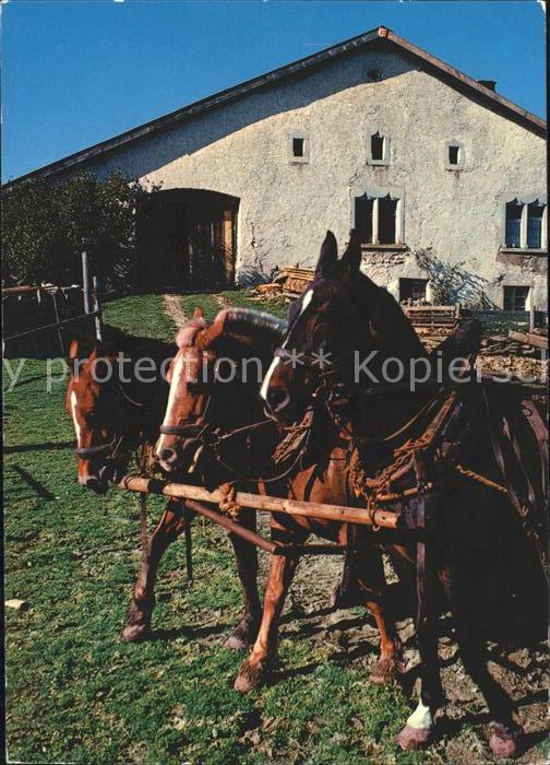 Pferde Paturage du Jura Franches Montagnes