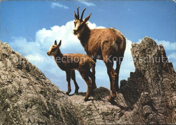 Gemse Chamois