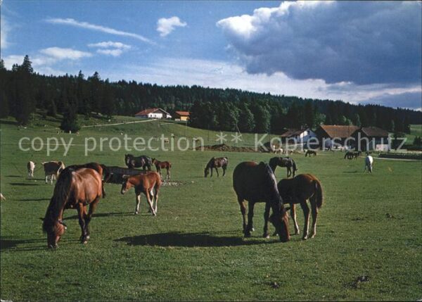 Pferde Au Paturage du Jura Franches Montagnes