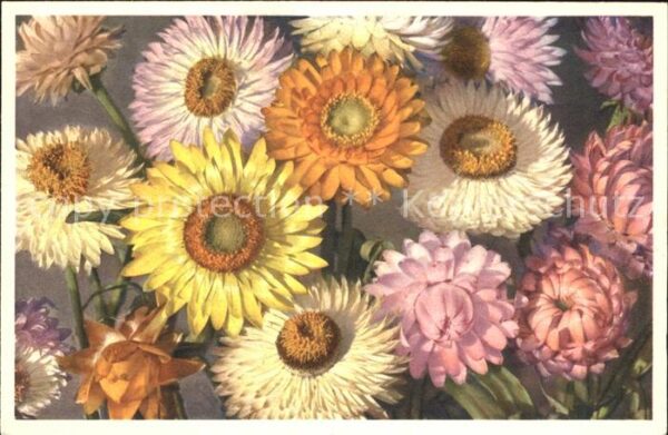Blumen Gartenstrohblumen