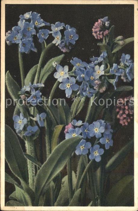 Blumen Alpen Vergissmeinnicht