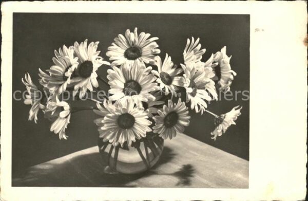 Blumen Margareten Vase