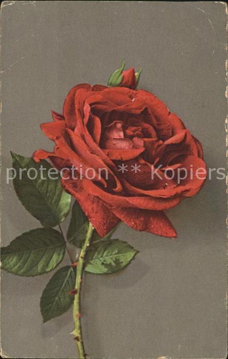 Blumen Rosen