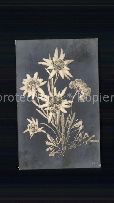 Blumen Edelweiß