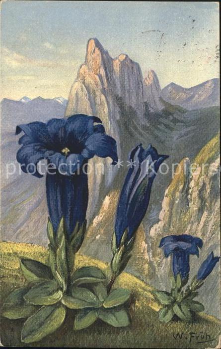Blumen Stengelloser Enzian