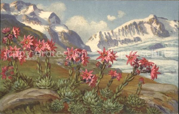 Frueh W. Sempervivum montanum Hauswurz Berge