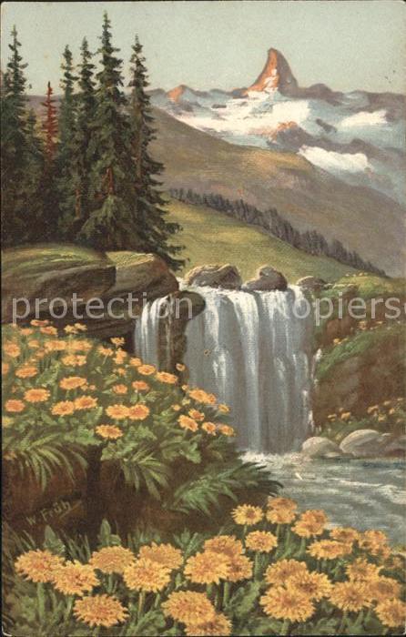 Frueh W. Wasserfall Goldpippau