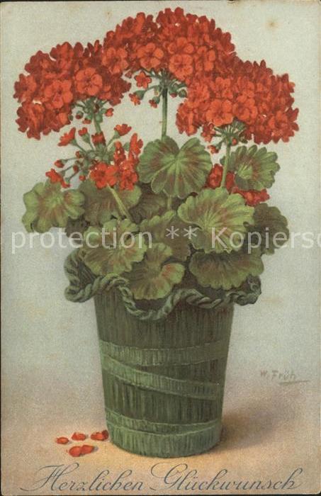 Frueh W. Glückwunsch Geranien