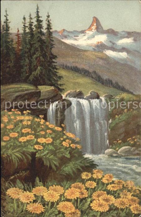 Frueh W. Wasserfall Goldpippau