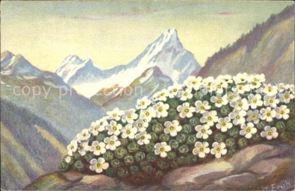 Frueh W. Schweizer Mannsschild Berge