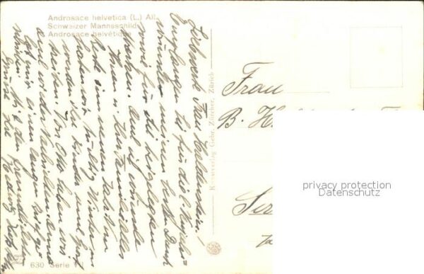 Frueh W. Schweizer Mannsschild Berge – Bild 2