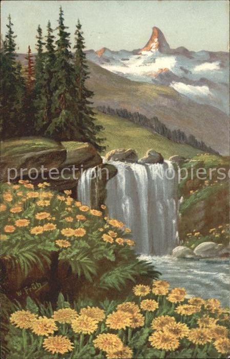 Frueh W. Wasserfall Goldpippau