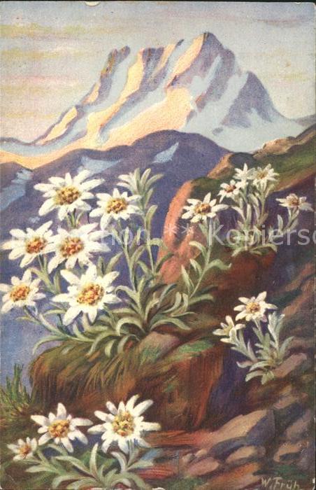 Frueh W. Edelweiß Berge