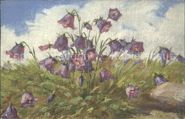 Haller Anna 334 Glockenblumen