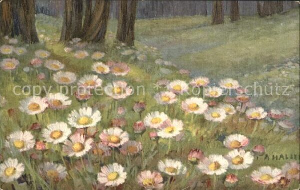 Haller Anna 232 Gänseblümchen