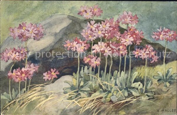 Haller Anna Blumen