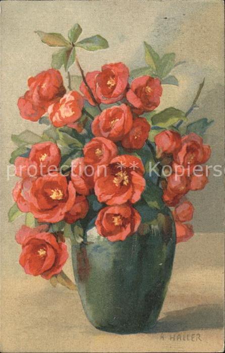 Haller Anna 1801 Japanische Zierquitte