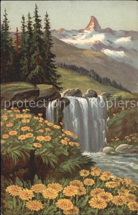 Frueh W. Wasserfall Goldpippau