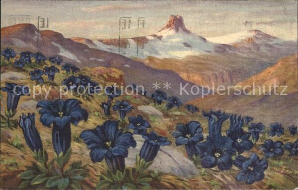Frueh W. Enzianwiese Berge