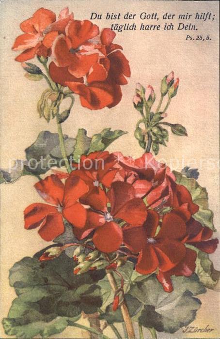 Zuercher J. 689 Pelargonium Geranien