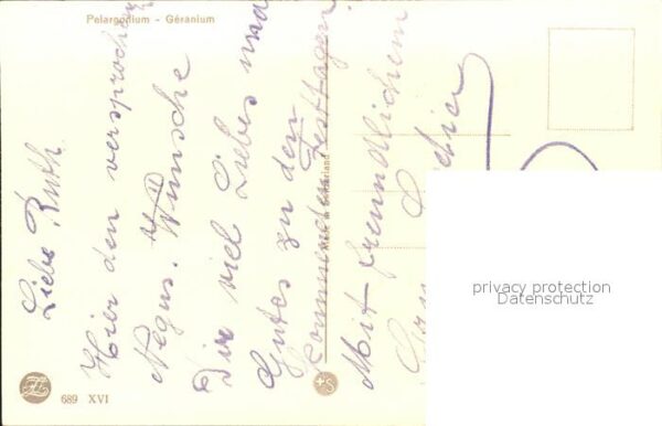 Zuercher J. 689 Pelargonium Geranien – Bild 2