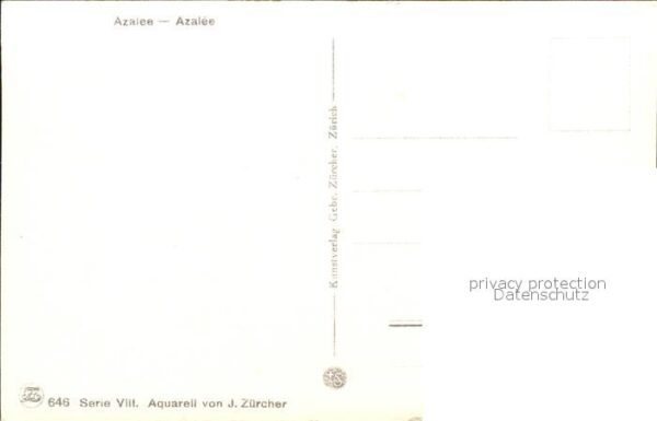 Zuercher J. 646 Azalee – Bild 2