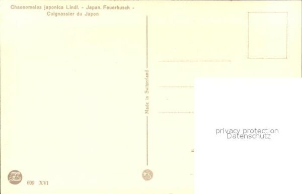 Zuercher J. 699 Japanischer Feuerbusch – Bild 2