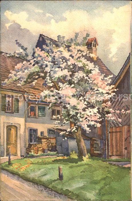 Zuercher J. 703 Apfelblütenbaum