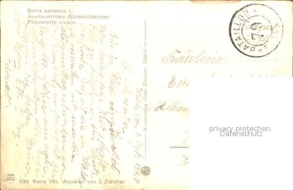 Zuercher J. 636 Gänseblümchen – Bild 2