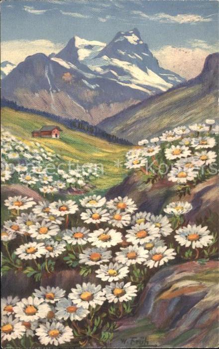 Frueh W. 554 Alpenchrysanthemen