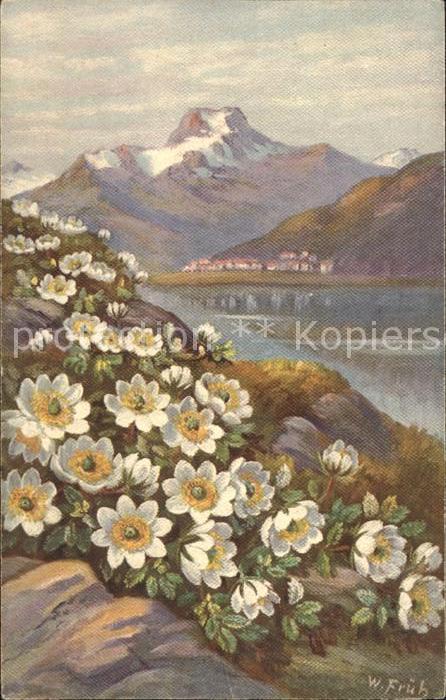 Frueh W. 575 Anemonen