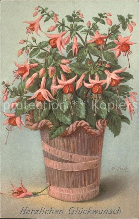 Frueh W. Fuchsie