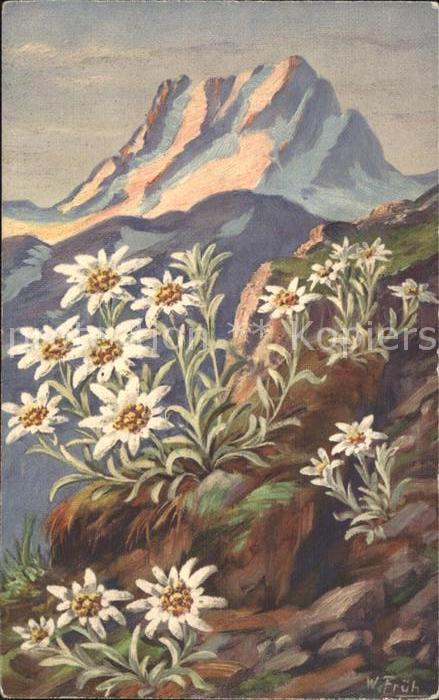 Frueh W. 551 Edelweiß Berge