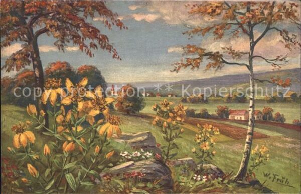 Frueh W. 594 Hypericum perforatum Johanniskraut