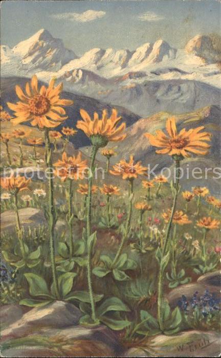 Frueh W. 552 Arnica montana Arnika